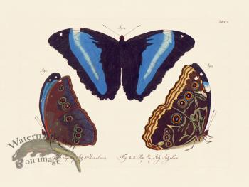 Jablonsky Butterfly 025
